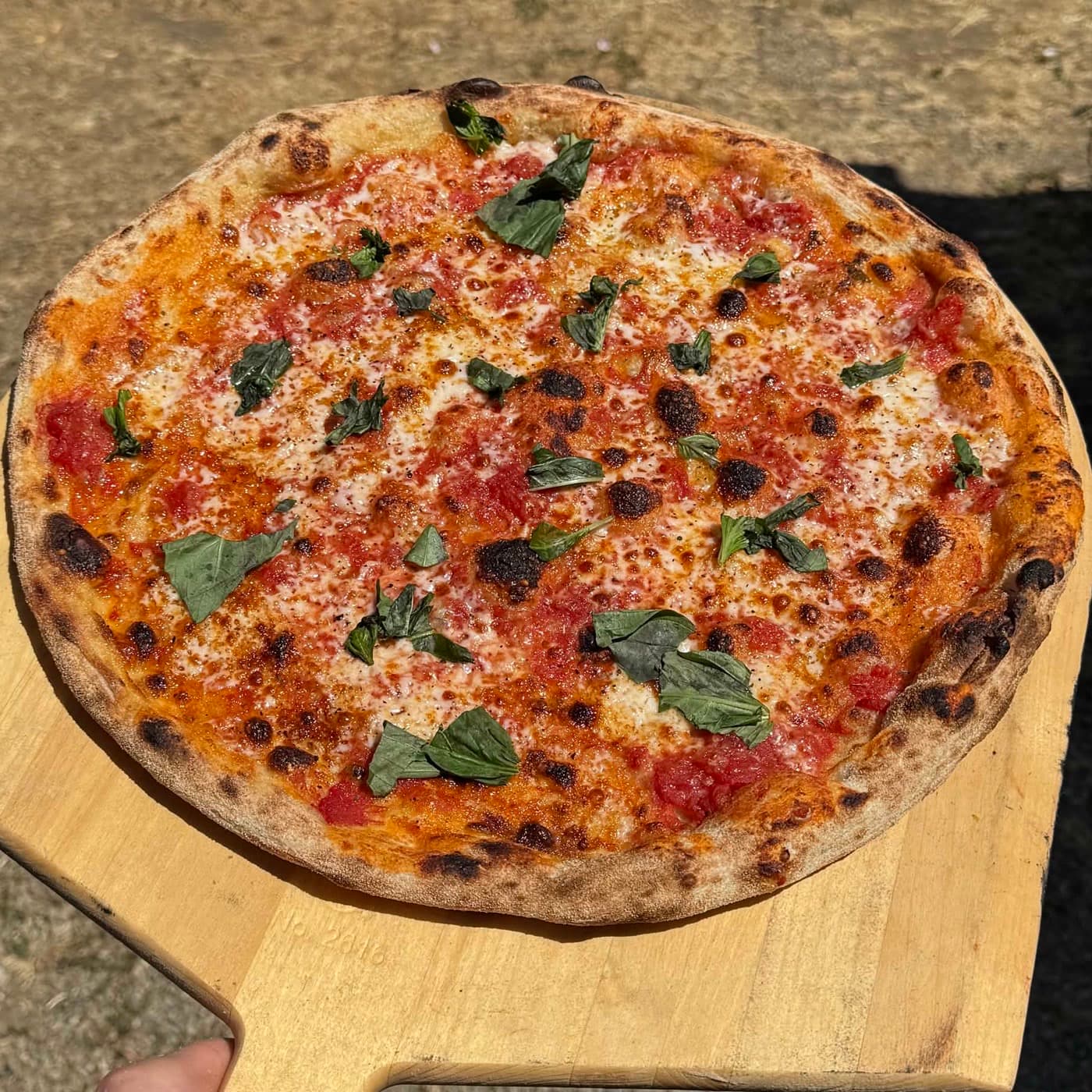 A cheese pie with fresh basil on a wooden peel, just out of the oven.